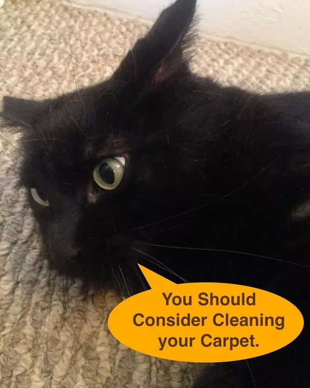 A Affordable Carpet & Upholstery Cleaning