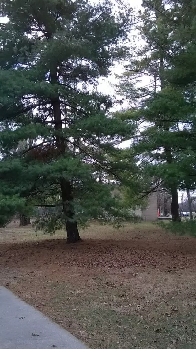 Alice Carter Place
