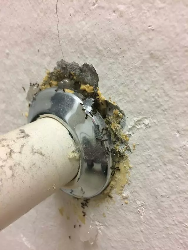 Affordable Pest Control