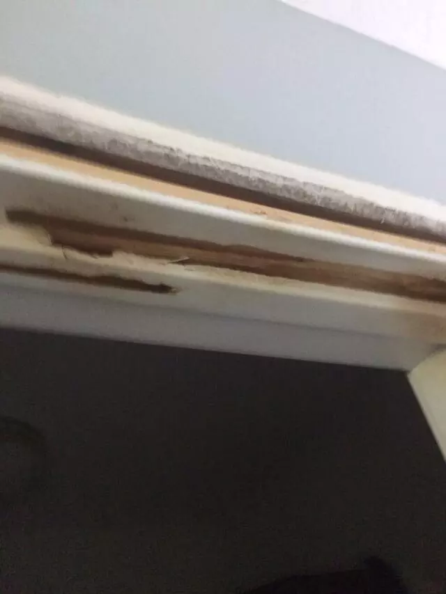 Affordable Pest Control