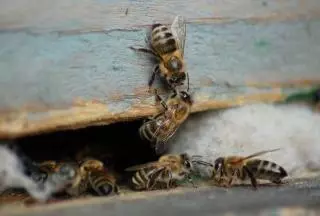 Affordable Pest Control