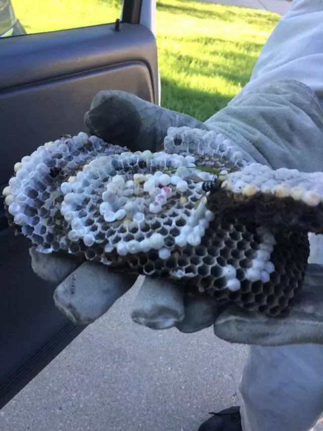 Affordable Pest Control