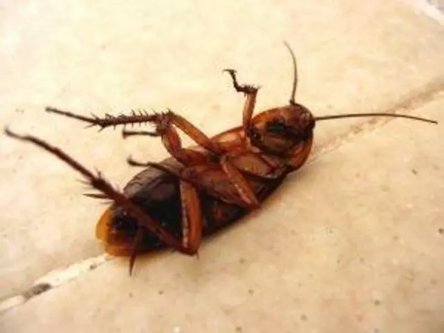 Affordable Pest Control