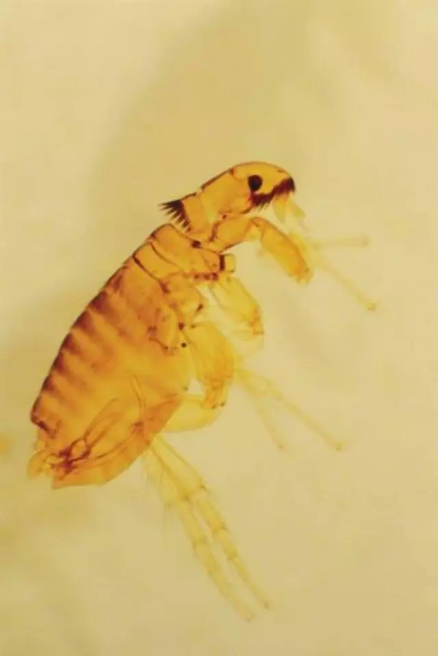 Advanced Pest Control