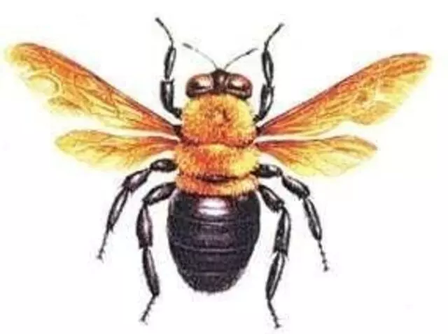 Advanced Pest Control