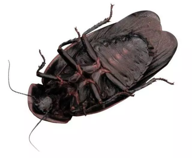 Advanced Pest Control