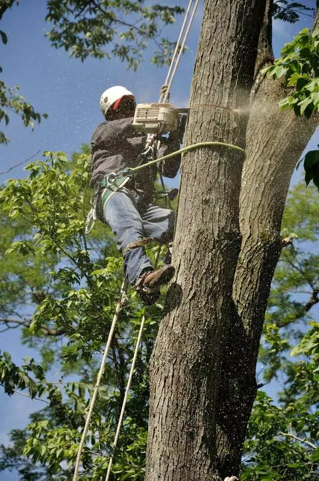All Points Tree Service