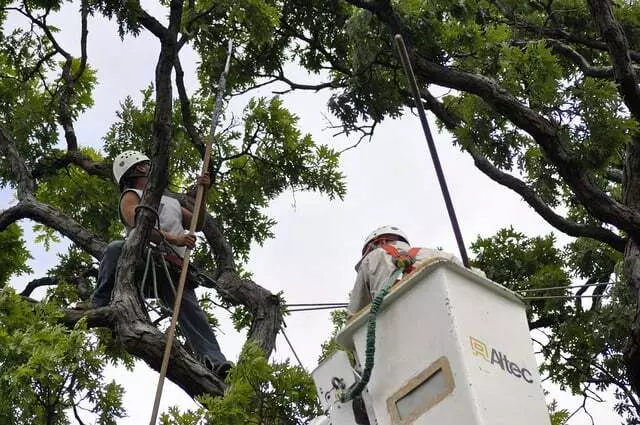 All Points Tree Service