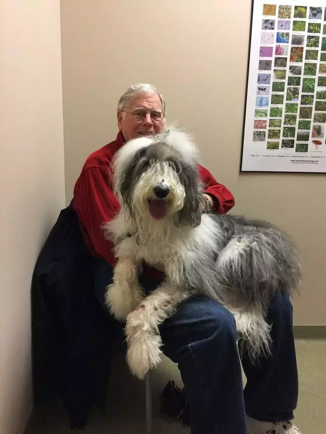 Animal Dermatology Clinic