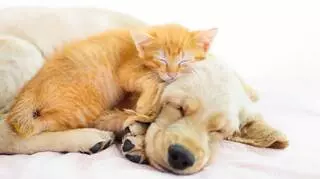 Animal Dermatology Clinic