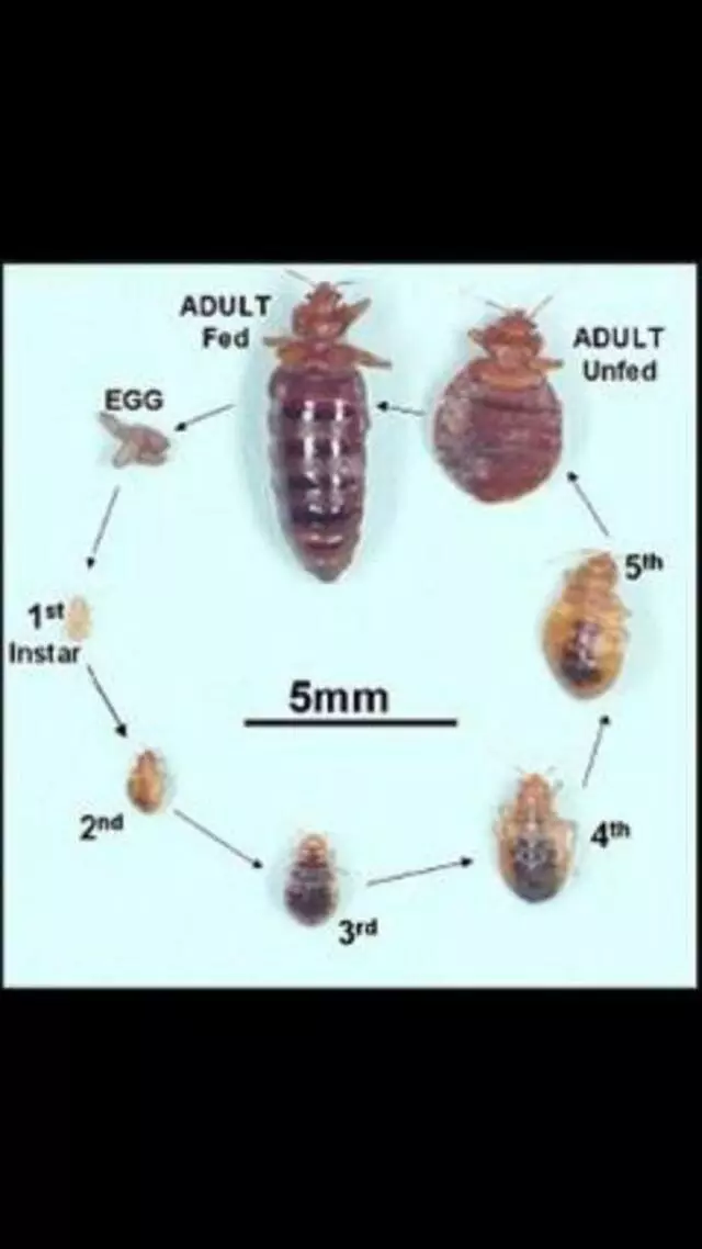 Allison’s Affordable Pest Control