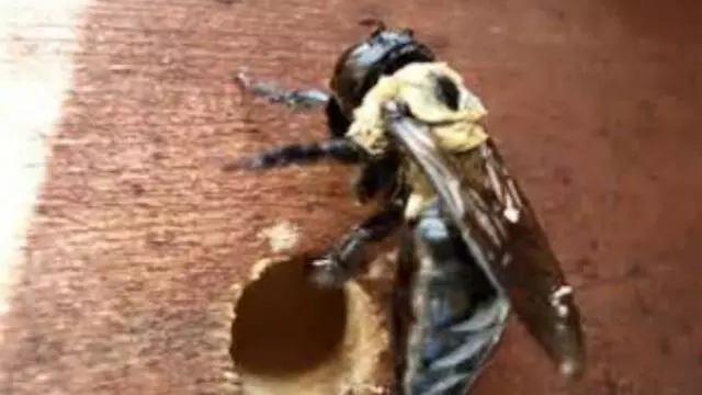 Allison’s Affordable Pest Control