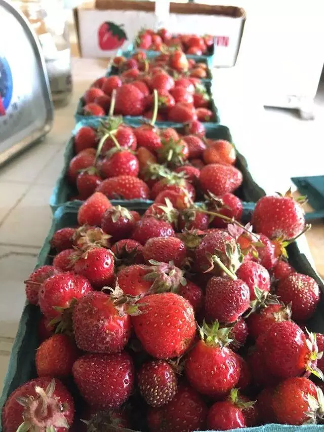 Distelrath Farms