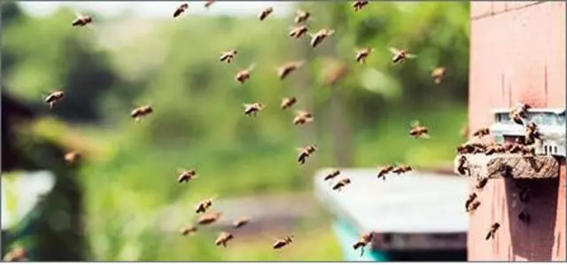Total Exterminating