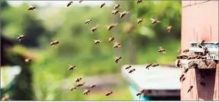 Total Exterminating