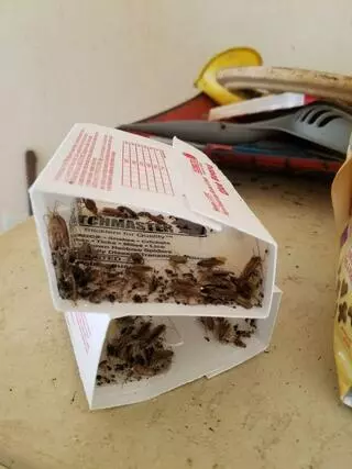 A1 Pest Solutions