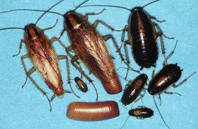 A1 Pest Solutions