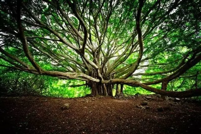 Branches Of Life Family Connections