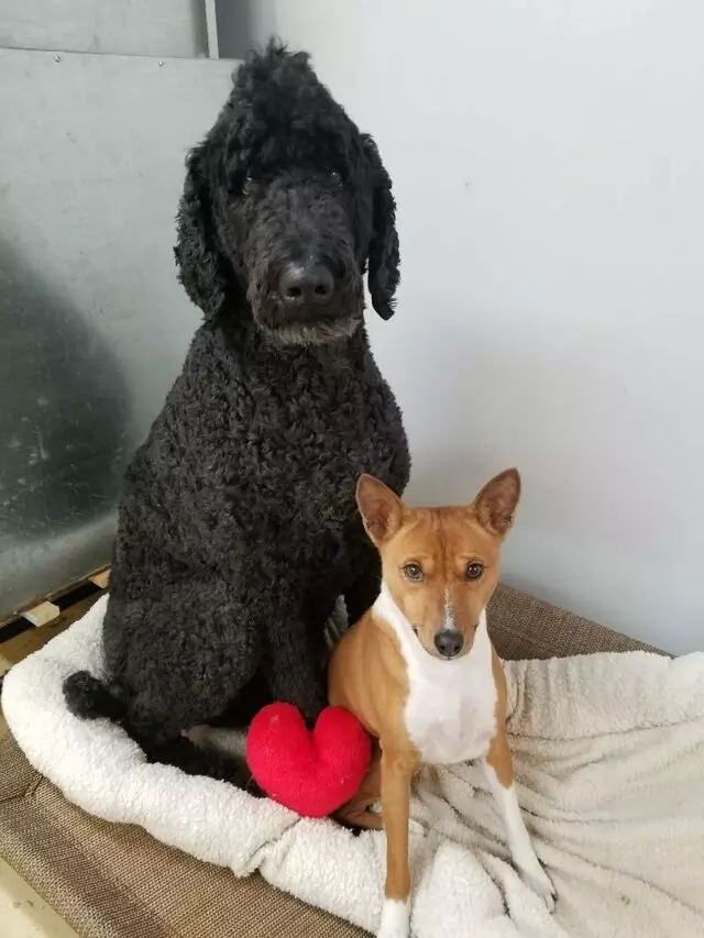 Awesome Paws Pet Playhouse & Day Spa