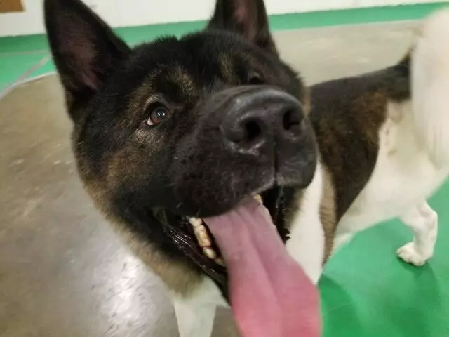 Awesome Paws Pet Playhouse & Day Spa