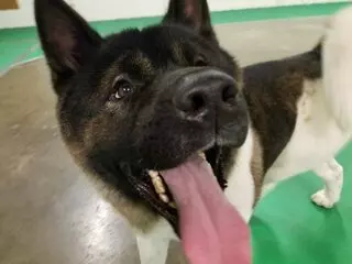 Awesome Paws Pet Playhouse & Day Spa